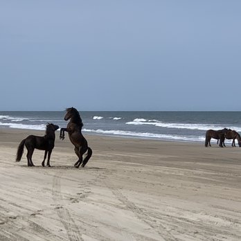Corolla Wild Horse Tours - Protecting his harem! - Tours Near Me - Corolla, North Carolina