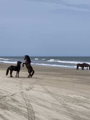 Corolla Wild Horse Tours by null
