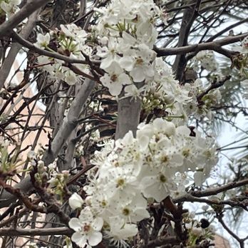 The District at Green Valley Ranch - Beautiful blooming trees - Shopping Centers Near Me - Henderson, Nevada