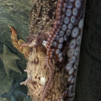 Austin Aquarium - Aquariums Near Me - Austin, Texas