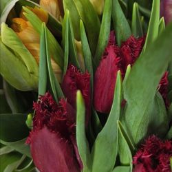 Cedar Springs Floral