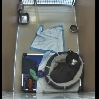 Olde Towne Pet Resort - Kennel with webcam - Pet Groomers Near Me - Springfield, Virginia