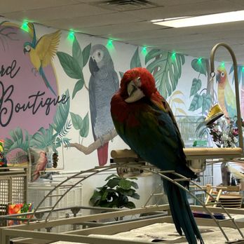 Bird Boutique - Pet Boarding Near Me - Ormond Beach, Florida