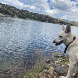 Bear Canyon Reservior Wildlife Area - She doesn't dare to jump in