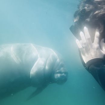 Go Local Manatee Tours - Boat Tours Near Me - Crystal River, Florida