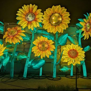 Houston Botanic Garden - Radiant Nature sunflower display - Venues & Event Spaces Near Me - Houston, Texas Houston Botanic Garden - Radiant Nature sunflower display - Venues & Event Spaces Near Me - Houston, Texas