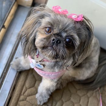 Spawlash Pet Salon - Shih Tzu - Pet Groomers Near Me - Northglenn, Colorado Spawlash Pet Salon - Shih Tzu - Pet Groomers Near Me - Northglenn, Colorado