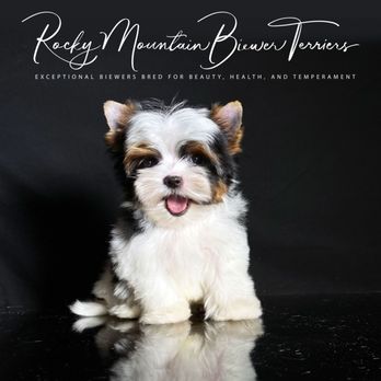 Rocky Mountain Biewer Terriers - Rocky Mountain Biewer Terriers - Greta - Pet Breeders Near Me - Dolores, Colorado