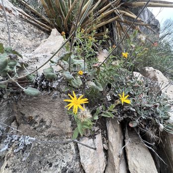 Humphrey's Trail - Flowers - Hiking Near Me - Flagstaff, Arizona
