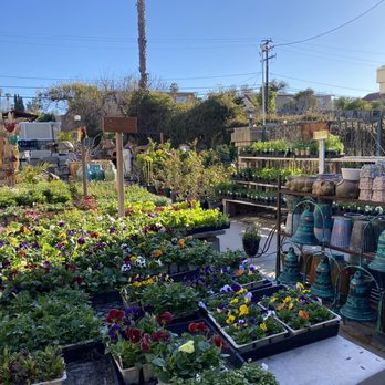 Diamond Fresh Farmers Market - Plants and garden pots - Farmers Market Near Me - Walnut, California Diamond Fresh Farmers Market - Plants and garden pots - Farmers Market Near Me - Walnut, California