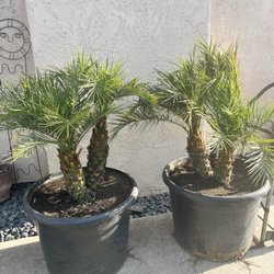 Southern Hill Nursery - Pigmy Palm Trees
