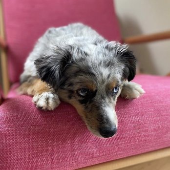 Veterinary Emergency Center - Mini Australian Shepherd- Blu - Veterinarians Near Me - Redlands, California Veterinary Emergency Center - Mini Australian Shepherd- Blu - Veterinarians Near Me - Redlands, California