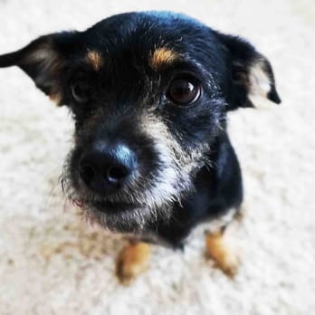 Second Chance Animal Rescue - This is "Gypsy" we miss her so much!! - Community Service/Non-Profit Near Me Second Chance Animal Rescue - This is "Gypsy" we miss her so much!! - Community Service/Non-Profit Near Me