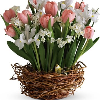 Halka's Florist - Tulip Song - Florists Near Me - Clifton, New Jersey