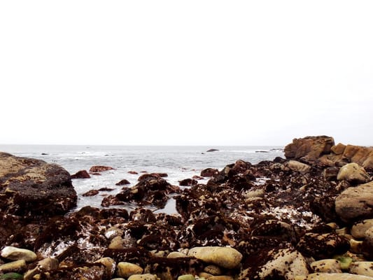 Salt Point State Park by null