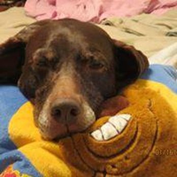 Puppy Purrfections - Pet Groomers Near Me Puppy Purrfections - Pet Groomers Near Me