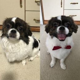 Benji before and after his grooming session!