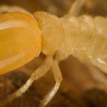 Pest 4 Less - Pest Control Near Me - Norman, Oklahoma Pest 4 Less - Pest Control Near Me - Norman, Oklahoma