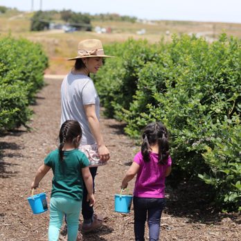 Temecula Berry - Farms Near Me - Temecula, California