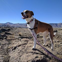 Dogs Colorado - Wonderful Lexi claiming this rock in the name of Dog Kind.
