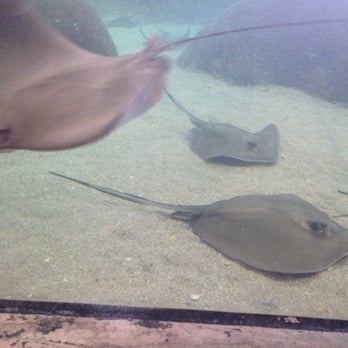 ABQ BioPark Aquarium - Some stingray action - Aquariums Near Me - Albuquerque, New Mexico