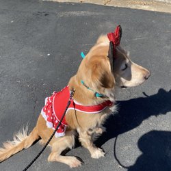 Limitless Freedom Dogs - LFD Therapy Dog Harley Anne waiting patiently for her new friend to arrive to her appointment so they can be best friends!