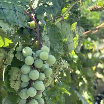 Stone Pillar Vineyard & Winery - Almost harvest time! - Wineries Near Me - De Soto, Kansas Stone Pillar Vineyard & Winery - Almost harvest time! - Wineries Near Me - De Soto, Kansas