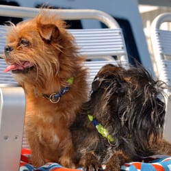 Slip77 - My dogs sporting their handmade nautical rope collars from Slip77 on the ferry ride home