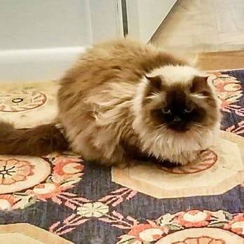 Furry People Pet Sitting - Cat companionship - Pet Sitting Near Me Furry People Pet Sitting - Cat companionship - Pet Sitting Near Me