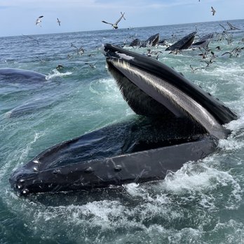 Whale Watch Dolphin Fleet - Incredible - Whale Watching Tours Near Me - Provincetown, Massachusetts