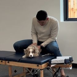 Weso Postures - Meet Otis, Dr Darwin's baby Australian Shepherd getting checked after a long day herding sheep.