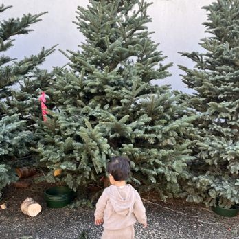 Santa & Mikey's Fresh Christmas Trees - Christmas Trees Near Me - Pasadena, California Santa & Mikey's Fresh Christmas Trees - Christmas Trees Near Me - Pasadena, California