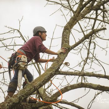 Castro Lawn & Tree Care - a man on a tree - Tree Services Near Me Castro Lawn & Tree Care - a man on a tree - Tree Services Near Me
