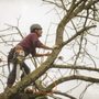 Photo of Castro Lawn & Tree Care