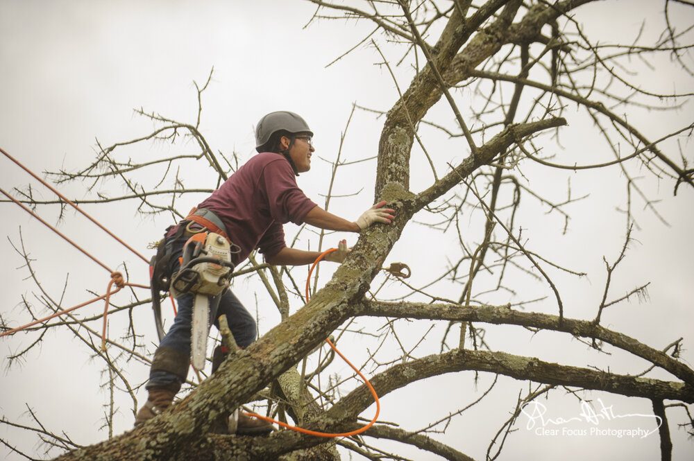 Castro Lawn & Tree Care - tree service in Baltimore, MD