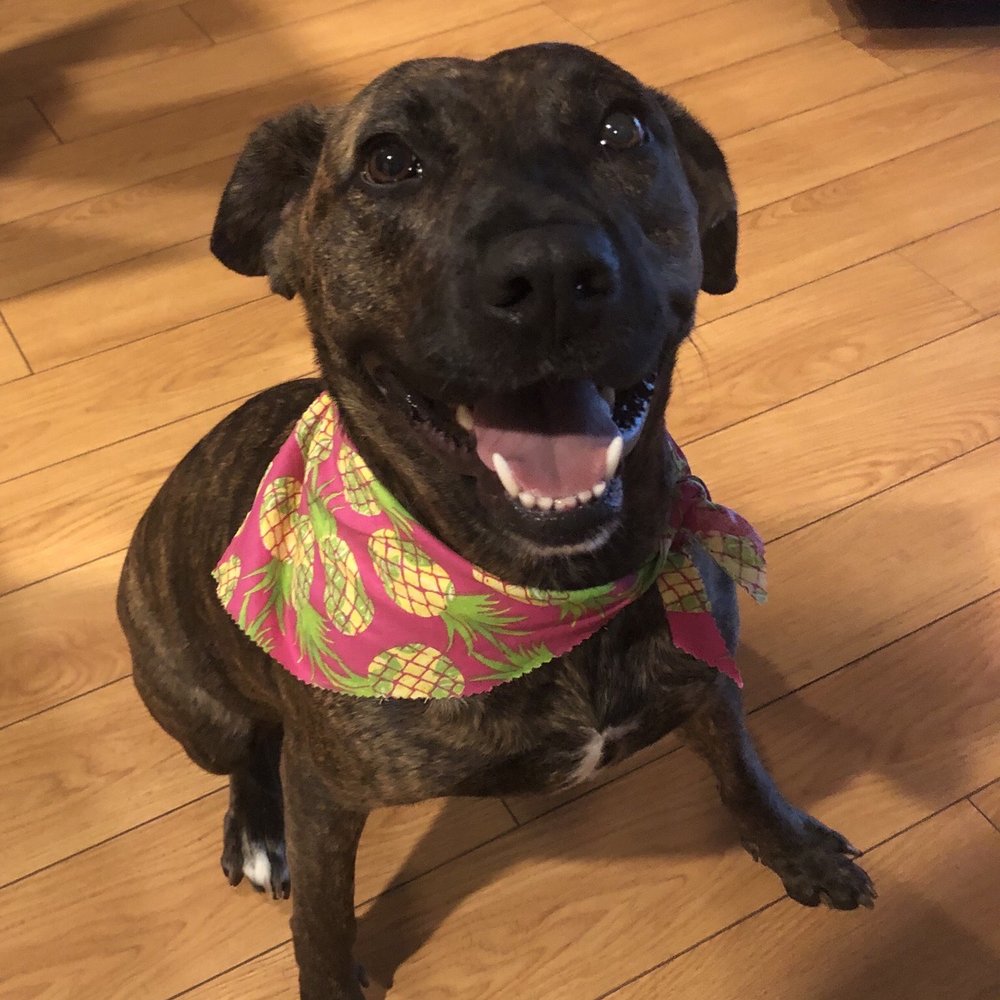 You Dirty Dog - Pineapples! - Pet Groomers Near Me - Long Beach, California You Dirty Dog - Pineapples! - Pet Groomers Near Me - Long Beach, California