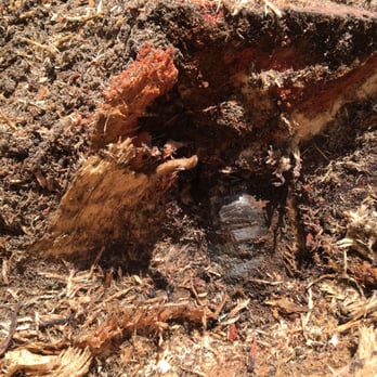 Dathan Batie's Trees - A piece of metal in a stump - Tree Services Near Me - Gainesville, Florida Dathan Batie's Trees - A piece of metal in a stump - Tree Services Near Me - Gainesville, Florida
