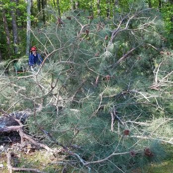 Branching Out Tree Service - Tree Services Near Me - Madison, Alabama