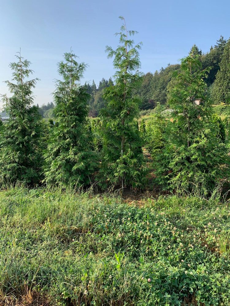 GREEN GIANT NURSERY 10225 Lowell Larimer Rd, Everett, Washington Nurseries & Gardening