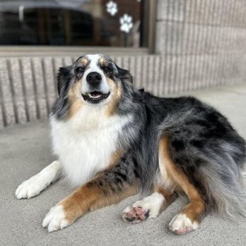 Lil Pup Spa - Pet Groomers Near Me - Newport, Washington Lil Pup Spa - Pet Groomers Near Me - Newport, Washington