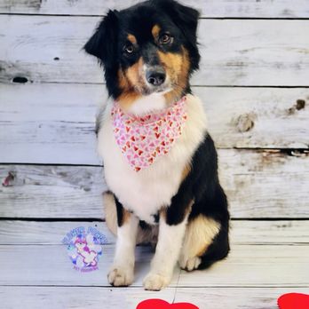 Flower Power Pet Grooming - Luna - Pet Groomers Near Me