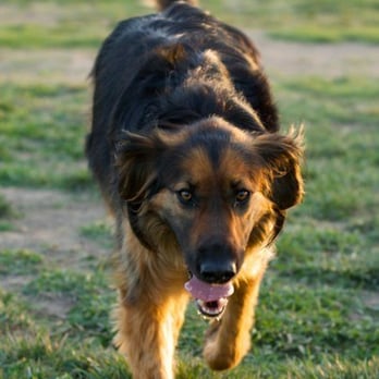 Arbor Dog Park - My Nani in action. - Dog Parks Near Me - Los Alamitos, California Arbor Dog Park - My Nani in action. - Dog Parks Near Me - Los Alamitos, California