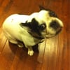 Paw Play gift card