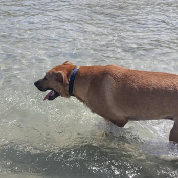 Dog Beach Park - Dog Parks Near Me - Fort Myers, Florida Dog Beach Park - Dog Parks Near Me - Fort Myers, Florida