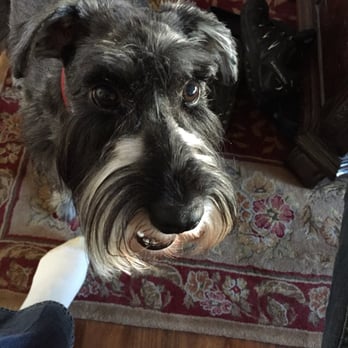PetSmart - My Schnauzers messed up beard from the Petsmart grooming department.  The white is supposed to be covered with black strands. - Pet Training Near Me - Pasadena, California