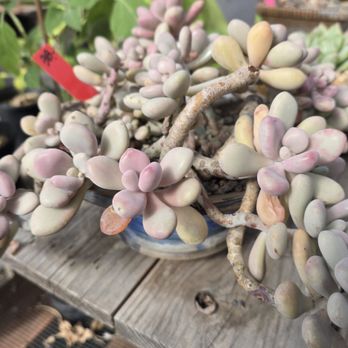Shuna’s Succulent House - Nurseries & Gardening Near Me - Chino, California