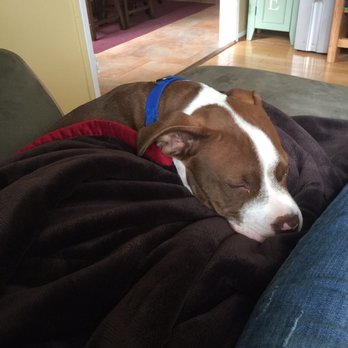 Ozzies Pound Puppies - Porter healthy and happy at 20 weeks. - Pet Adoption Near Me Ozzies Pound Puppies - Porter healthy and happy at 20 weeks. - Pet Adoption Near Me