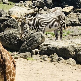 Brevard Zoo - Zoos Near Me - Melbourne, Florida Brevard Zoo - Zoos Near Me - Melbourne, Florida