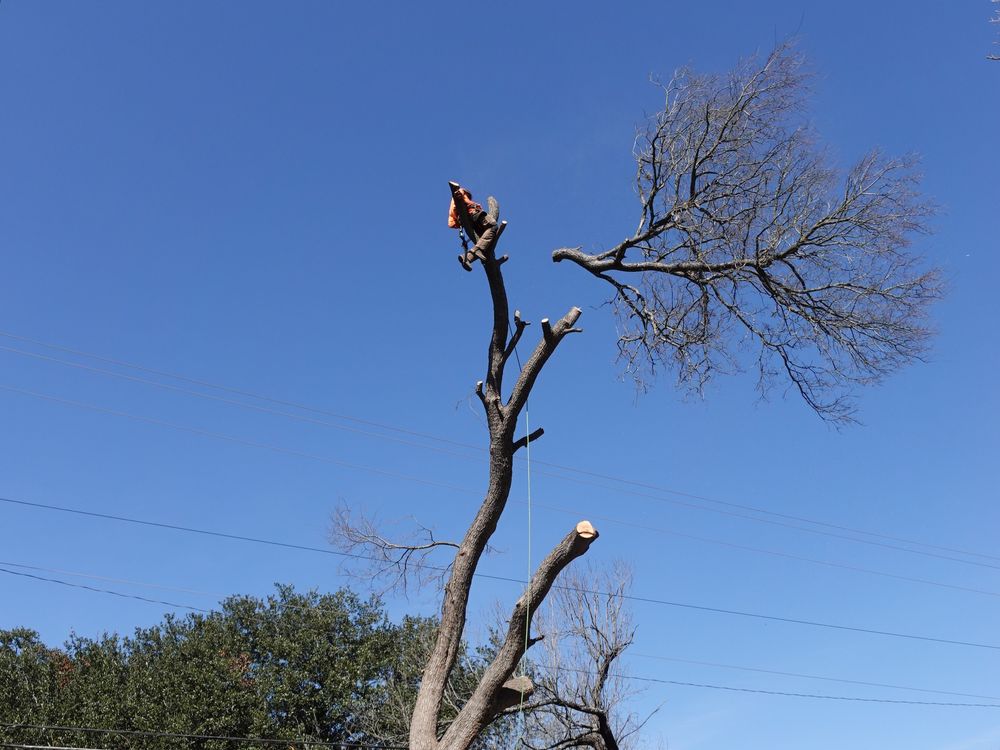 Patriot Timber And Land Service - tree service in Gaston, SC