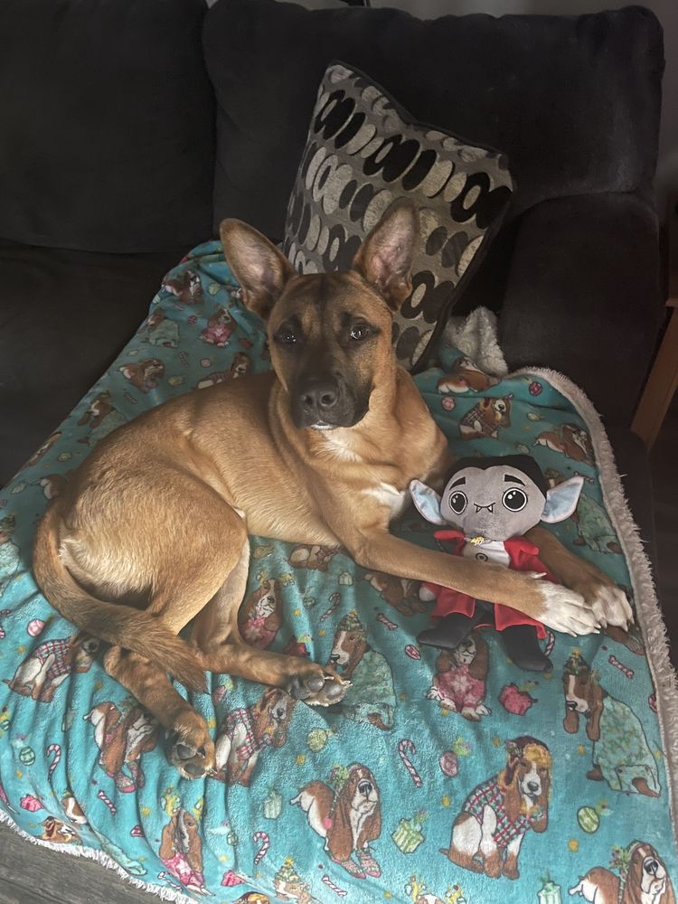 BIRCH HILL PET RESORT Updated October 2024 343 Tilton Rd